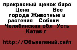 прекрасный щенок биро › Цена ­ 20 000 - Все города Животные и растения » Собаки   . Челябинская обл.,Усть-Катав г.